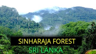 Sinharaja Forest Sri Lanka [upl. by Asiek]