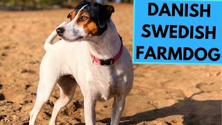 DanishSwedish Farmdog  TOP 10 Interesting Facts [upl. by Desai432]