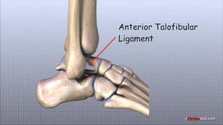 Anatomia Gleznei [upl. by Annamaria147]