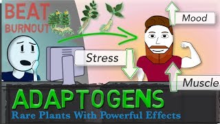 ADAPTOGENS EXPLAINED Ginseng Ashwagandha Rhodiola  Science of Stress [upl. by Ruprecht]