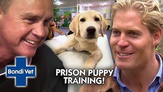 Prisoners Training Assistance Dogs Warms Our Heart 💙  Bondi Vet [upl. by Bergeron]