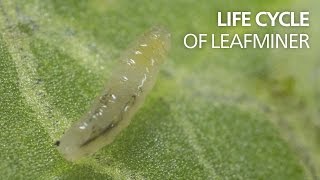 Life cycle of leaf miners [upl. by Eiram811]