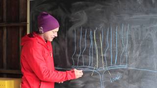 How to  Prune Grape Vines [upl. by Beattie]