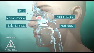 Alternate Nostril  Guided Breathwork 7 minutes [upl. by Wilfreda]