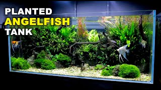 Aquascape Tutorial Non co2 4ft Angelfish Aquarium How To Full Step By Step Guide Planted Tank [upl. by Gifferd]