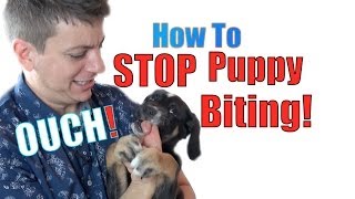 How to Train a Puppy NOT to BITE [upl. by Terryl]