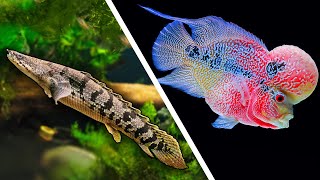 Top 5 LARGE Fish For Your Aquarium [upl. by Chem]