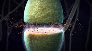 Chemical Synapse Animation [upl. by Wenoa]