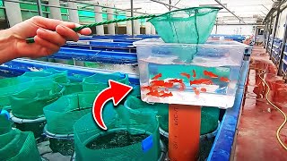 The Best Aquarium Fish Farm in The World no clickbait [upl. by Nnelg259]