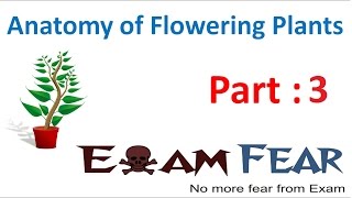 Biology Anatomy of Flowering Plants part 3 Meristematic Tissue  types amp location CBSE class 11 XI [upl. by Kondon]