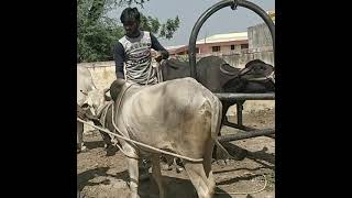 How to castrate a Bull  BULL CASTRATION [upl. by Martinelli]