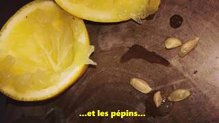 Comment faire germer un pépin de Citron [upl. by Allsopp846]