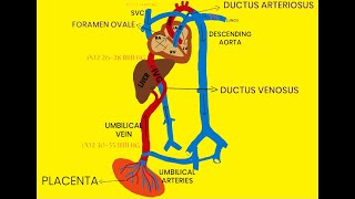 FETAL CIRCULATION [upl. by Anaeco]