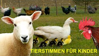 Für kleine Kinder 20 Minuten friedliche Tierstimmen von Bauernhof Wald Wiese und Garten OHNE MUSIK [upl. by Graham]