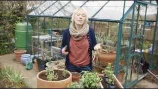 How to grow herbs  Grow at Home  Royal Horticultural Society [upl. by Annahsit645]