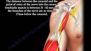 Scapula Coracoid Process Anatomy  Everything You Need To Know  Dr Nabil Ebraheim [upl. by Eycats]