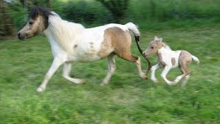 A Miniature Horse Foal is Born  Little Hooves Oberon  Palomino Pinto Colt [upl. by Munn616]