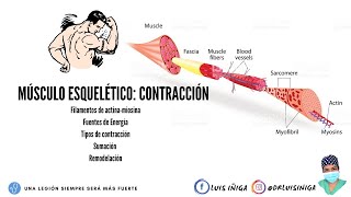 Fisiología Músculo esquelético  Mecanismo de contracción muscular  Parte 1 [upl. by Afinom]