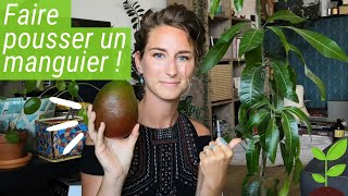 Comment faire germer un noyau de MANGUE [upl. by Subak]