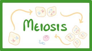 GCSE Biology  Meiosis [upl. by Jeffry556]