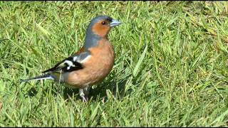 Chaffinch Bird Call bird Song [upl. by Anitneuq]