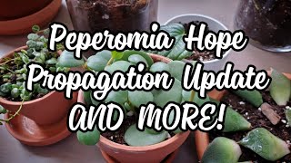 Peperomia Hope 7 Months After Propagation  AND MORE PLANTS [upl. by Anavas]