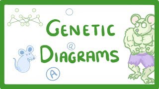 GCSE Biology  Genetic Diagrams 73 [upl. by Wagner]