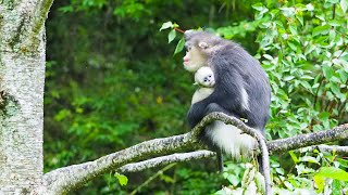 An encounter with Chinas endangered snubnosed monkeys [upl. by Albarran]