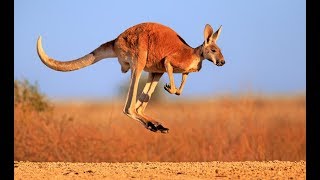 Kangaroo  Australian Kangaroos Documentary Kangaroo Life [upl. by Vladamar857]