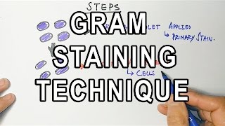 Gram Staining  Mechanism amp Procedure [upl. by Elidad]