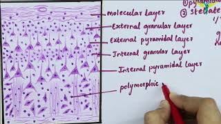 Neurology  Cerebrum Frontal Lobe Anatomy amp Function [upl. by Zoara898]