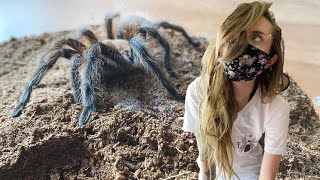 quarantine with 75 tarantulas a typical day [upl. by Baalman]