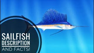 Sailfish  Description and Facts [upl. by Nido]