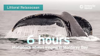 LIVE Ocean Sounds From Monterey Bay Hydrophone — 6 Hours Of Whales Singing  Littoral Relaxocean [upl. by Tigdirb518]