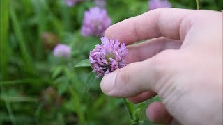 5 Medicinal Plants And Herbs You Can Find In Your Yard [upl. by Oicanata443]