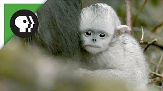 Baby Snubnosed Monkeys [upl. by Mall]