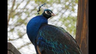 Peacock Call HD [upl. by Ydisahc113]