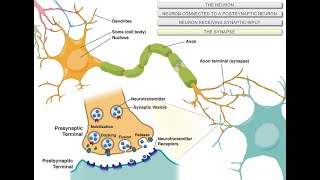 Intro to Neuroscience [upl. by Kata325]