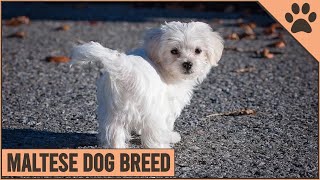 Maltese Dog Breed Information  Dog World [upl. by Nairad]