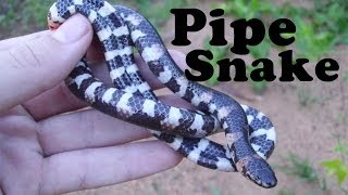 Redtailed Pipe Snake [upl. by Maxama]