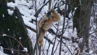 The Golden SnubNosed Monkey [upl. by Sherborn418]