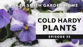 Cold Hardy Plants Pansies amp Violas  P Allen Smith 2019 [upl. by Launce]