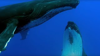 Two Beautiful Humpback Whales Dance  Animal Attraction  BBC Earth [upl. by Saihtam]