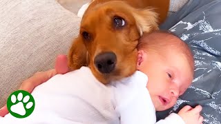 Dog meets baby and immediately falls in love [upl. by Gylys998]