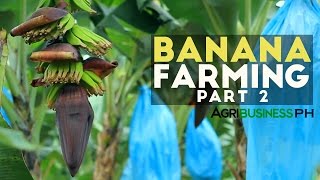 How to grow Banana Tree Part 2  Banana Farm Management  Agribusiness Philippines [upl. by Isidro]