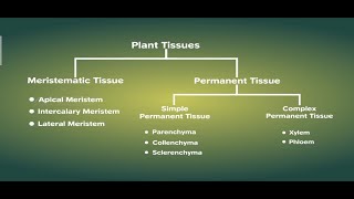 Plant Tissues  Part II Meristematic  Permanent Tissues  Class 9 Biology [upl. by Lepp]