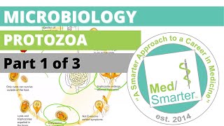 Protozoa  Microbiology  USMLE STEP 1  Part 1 of 3 [upl. by Yrruc34]