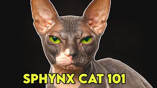 Sphynx Cat 101  Must Watch BEFORE Getting One [upl. by Eniger]