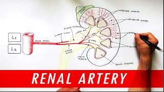 Anatomy tutorial  Renal Artery Branches [upl. by Wallace]