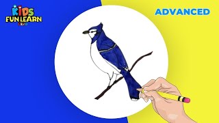 How to Draw Blue Jay [upl. by Einnos]